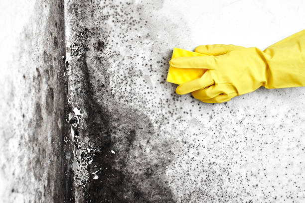 Trusted West Unity, OH Mold Removal Experts
