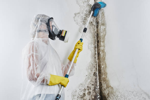 Mold Removal Process in West Unity, OH