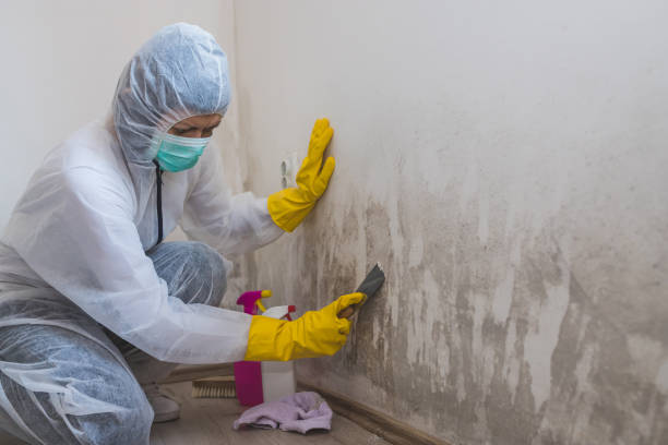 Home Mold Removal in West Unity, OH