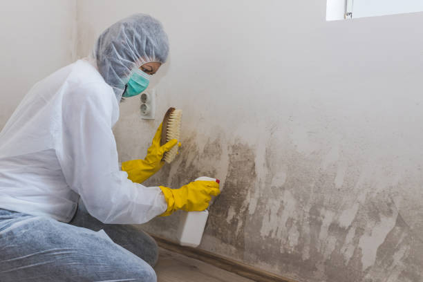 Best Attic Mold Removal  in West Unity, OH