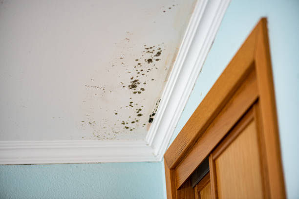 Best Commercial Mold Removal  in West Unity, OH