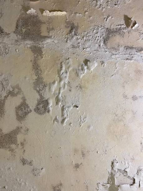 Attic Mold Removal in West Unity, OH