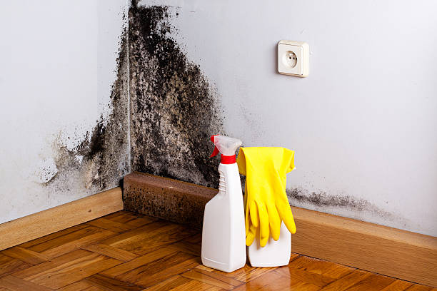 Best Certified Mold Removal  in West Unity, OH