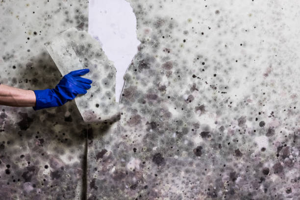 Best Residential Mold Removal  in West Unity, OH